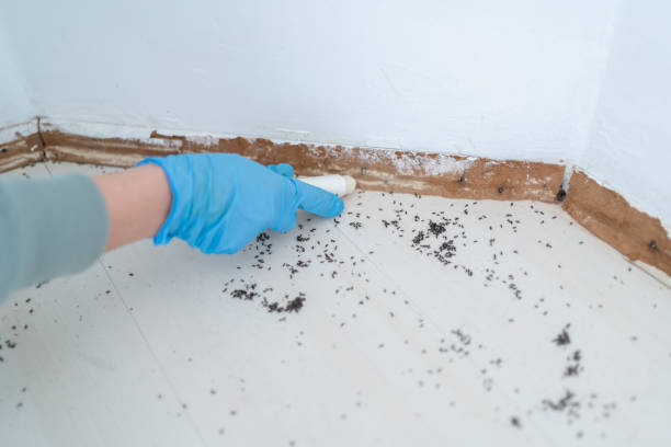 Real Estate Pest Inspections in Stockton, UT